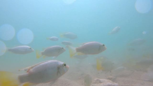Водные обитатели Кинерета Съемка GOPRO смотреть онлайн
