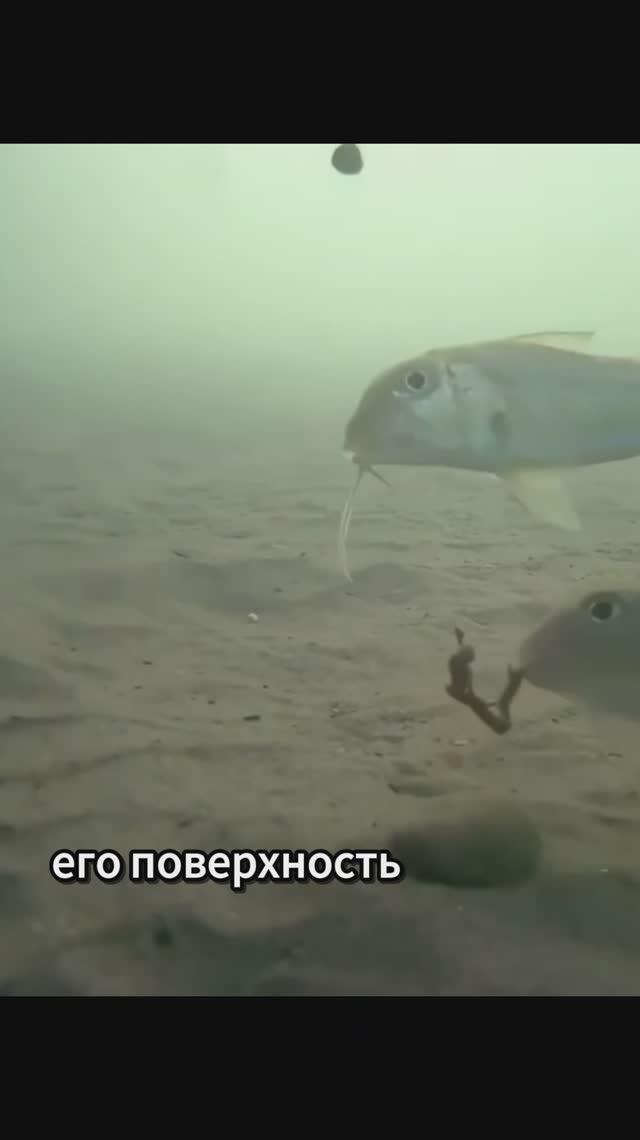 Барабуля черноморская или султанка. Как ловить барабулю?