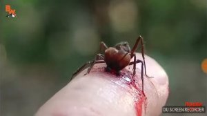 Укус муравья листореза