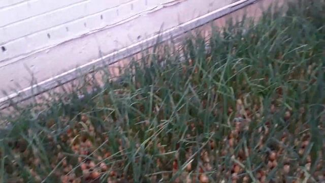 Лук на перо за 21 день. (Самый лучший способ выращивания лука на перо). смотреть онлайн