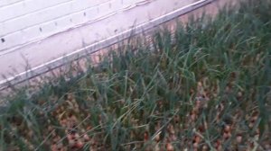 Лук на перо за 21 день. (Самый лучший способ выращивания лука на перо).