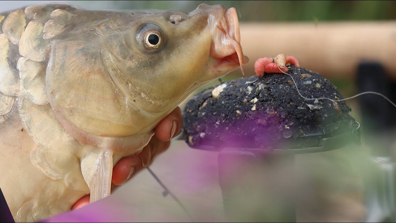 Снасть флэт-фидер, не ожидал что тут столько много рыбы, карась, карп, ловля рыбы, рыболовный день смотреть онлайн