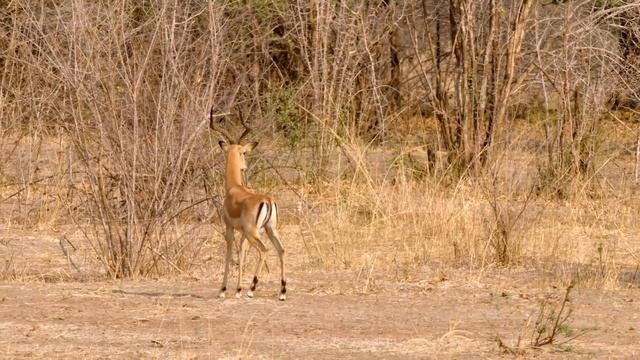 Baboons And Impala Unite To Fend Off Leopard | Predator Perspective | Love Nature смотреть онлайн