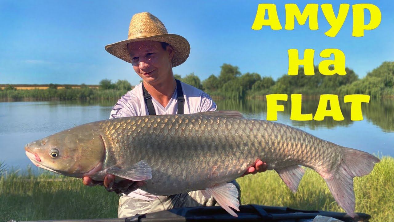 БЕЛЫЙ АМУР НА ФЛЭТ-ФИДЕР, поклёвки рыбы, хороший улов по сазану, карпу, рыбалка 2022 лето смотреть онлайн