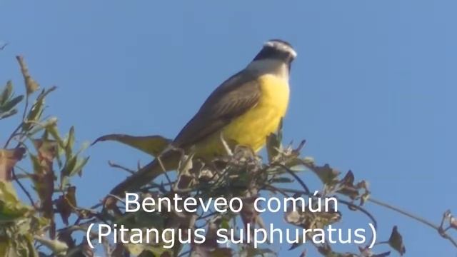 Fauna y flora del espinal santafesino Énredaderas en alambrados Parte 37 Argentina 2019 смотреть онлайн