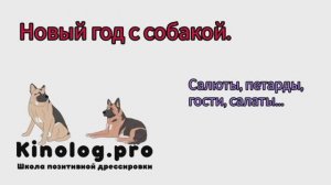 Как спокойно пережить Новый год если у вас есть собака. Салюты, петарды, гости, салаты...