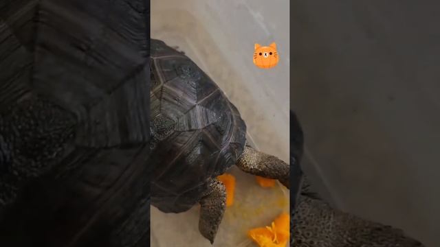turtle eating || Beautiful turtle #tortoise #turtle #turtles #reptile #reptiles #babytortoise смотреть онлайн