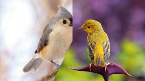 Душа как птица ищет хлеба