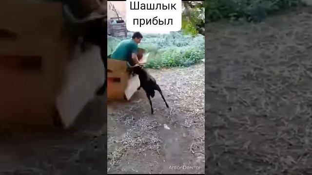 Шашлык прибыл!!! смотреть онлайн