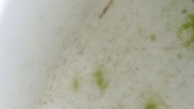 Гидробиология. "Жизнь на камне"-2 смотреть онлайн