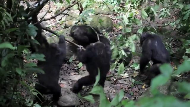 Human Chimp DNA Similarity--Is it really 98%? смотреть онлайн