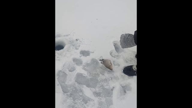 VID_20241217_130057 смотреть онлайн