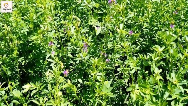 ÇÖREK OTUNUN FAYDALARI / Çörek Otunun Zararları / Çörek Otu Nasıl Kullanılır