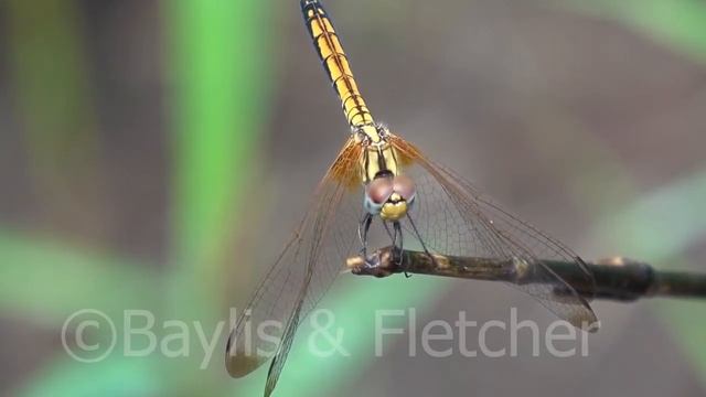 Crimson Marsh Glider, Cambodia. 20190509_145320.m2ts смотреть онлайн