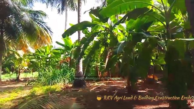 #agriculture ஈரோடு To25km [81] சென்ட் இடம் விற்பனைக்கு Ph:7904032131,9095959777 смотреть онлайн