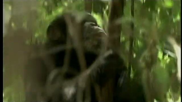 3of6 Evolution-Becoming Human-Part1-First Steps смотреть онлайн