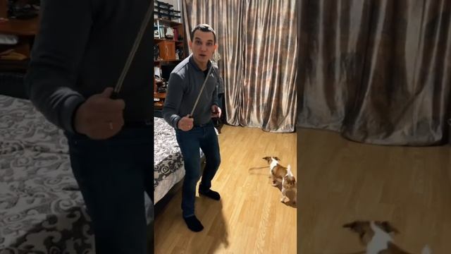 Бибер - Бычий корень! смотреть онлайн