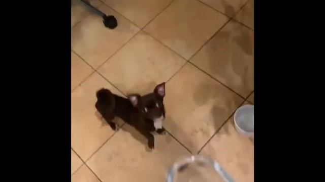 Лучшие собаководы