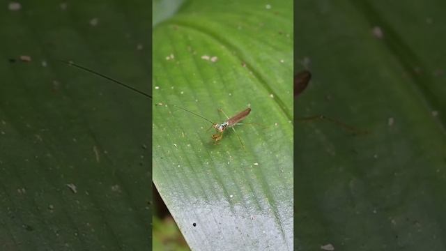 A staring insect that belongs to the praying mantis species sits on top of a leaf #mantis #insect смотреть онлайн