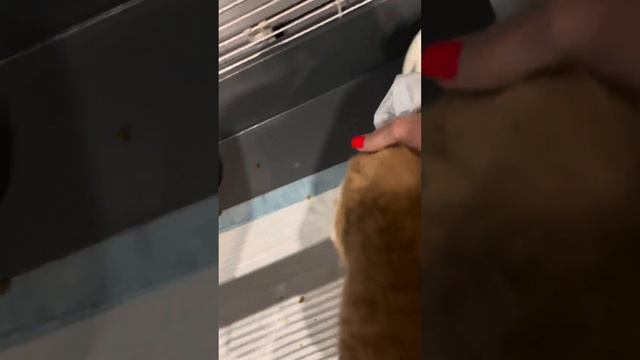 Как живет котик спинальник Кузя смотреть онлайн