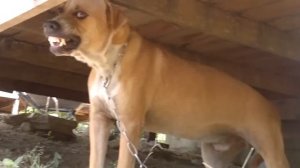 Самая злая собака на Пангане