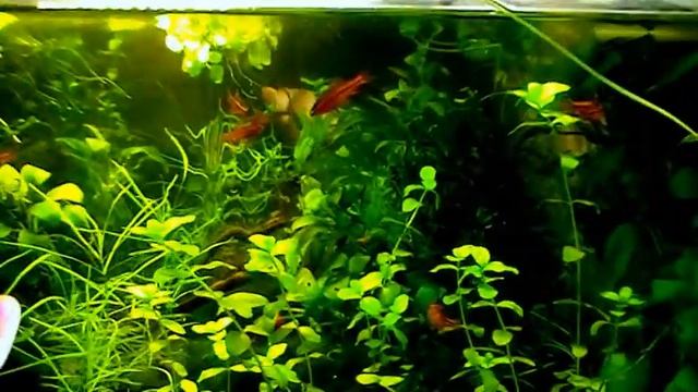 #Aquarium. Детская любознательность. Aquarium for children. смотреть онлайн