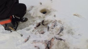 Зимняя рыбалка в Якутии. Ловля на небольшой реке окуня на балансиры.