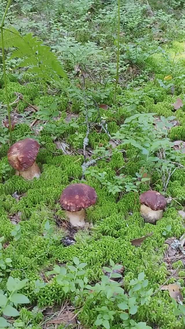 Грибы боровики радуют смотреть онлайн