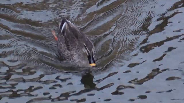 Canard de Chine (Anas zonorhyncha) Chinese Spot-billed Duck смотреть онлайн