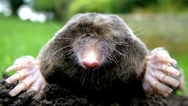 КРОТ ИНТЕРЕСНЫЕ ФАКТЫ смотреть онлайн