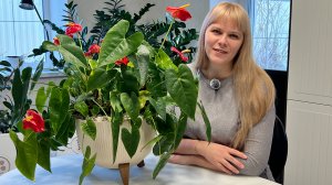 Антуриум - посадка и уход.