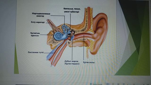 Есту анализаторы