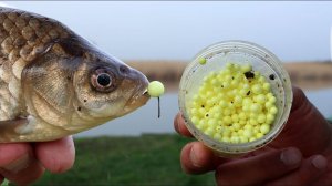 Карась на ZIG RIG насадка пенопласт жёлтый, рыбалка весной 2024