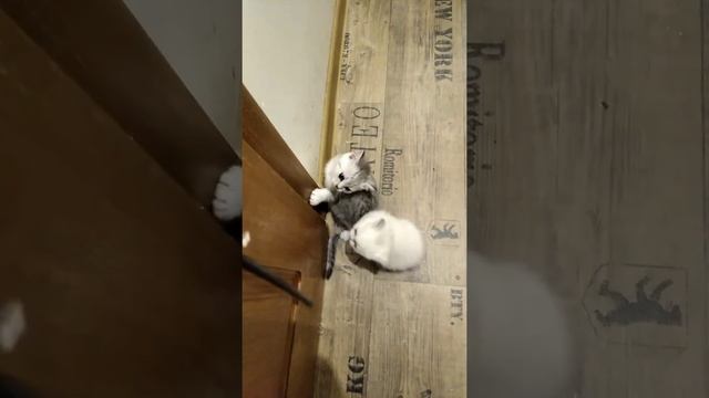 британские и шотландские котята окраса серебристая шиншилла смотреть онлайн