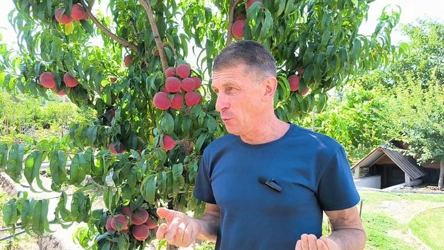 Как спасти деревья от засухи? Часть 1 смотреть онлайн