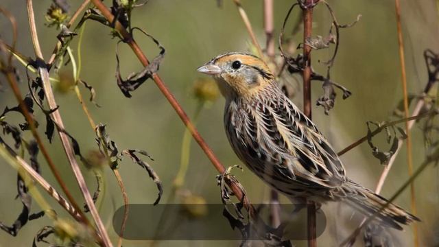 Sparrow смотреть онлайн