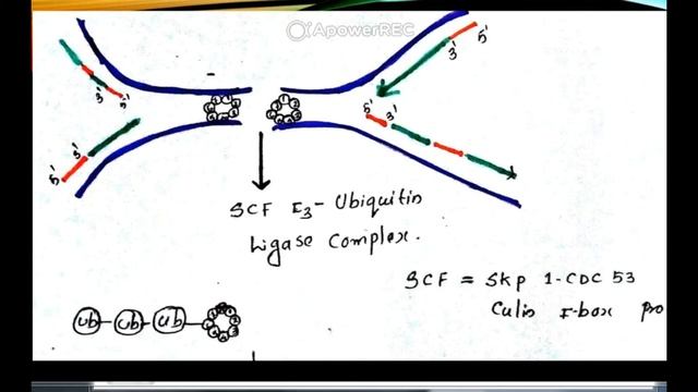 DNA REPLICATION TERMINATION IN EUCARYOTES смотреть онлайн