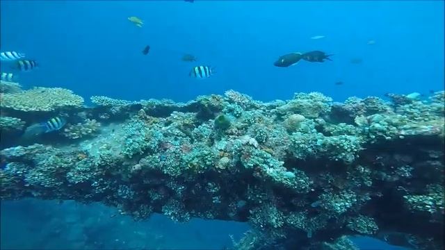 Tulamben - USAT Liberty Wreck Dive [part 2] смотреть онлайн