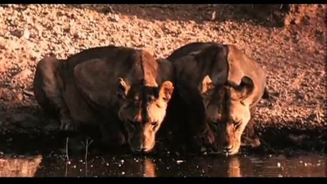 The Leopard Son смотреть онлайн