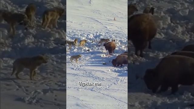 Волки напали на стадо зубров. смотреть онлайн