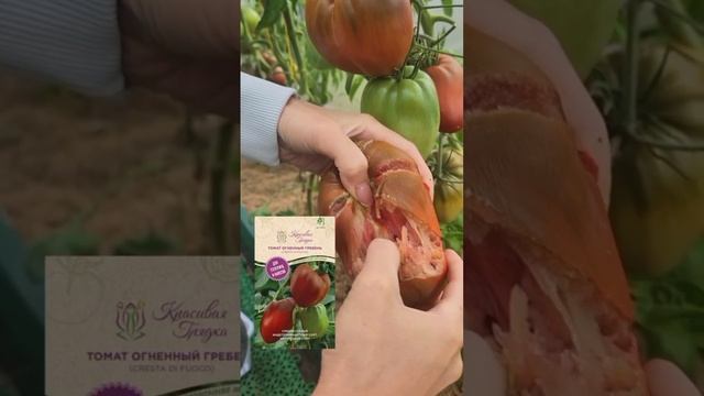 Хочешь собирать такой же урожай томатов? 🍅🍅🍅 смотреть онлайн