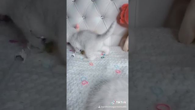 Котята милые пушистики смотреть онлайн