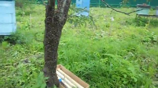 Рой-первак 23 июля (часть 4 из 6) смотреть онлайн