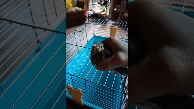 Дрозд слёток. Спасли дрозденка. Маленький дрозд. смотреть онлайн