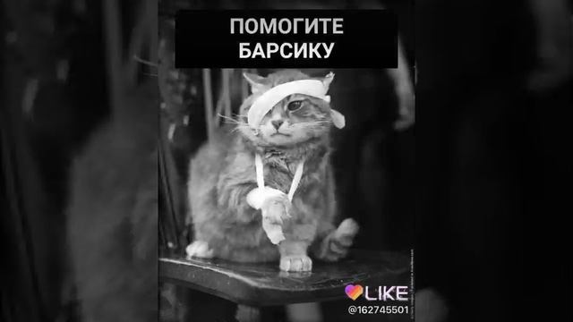 Бедный котик смотреть онлайн