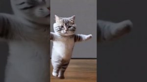 Танец котика