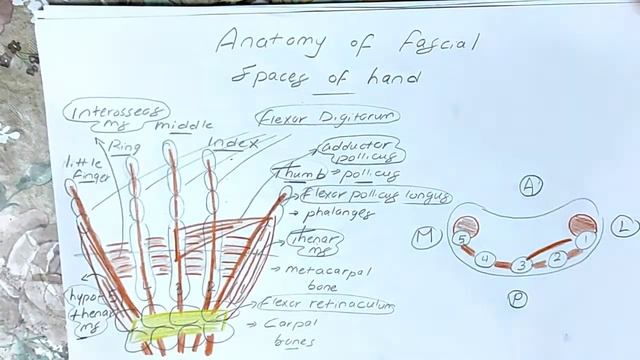 Anatomy of fascial spaces of hand and space of parona in Arabic смотреть онлайн