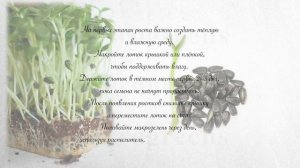 Микрозелень подсолнуха дома: от семян до стола