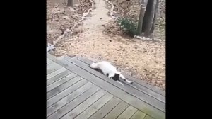 Коза упала(коза испугалась крика)