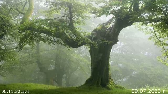 741 О боли 09.07.2023 г смотреть онлайн